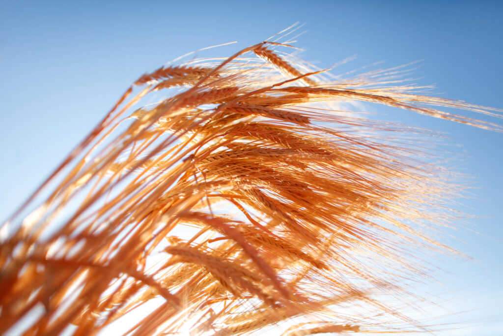 Photo closeup of golden wheat against a blue sky