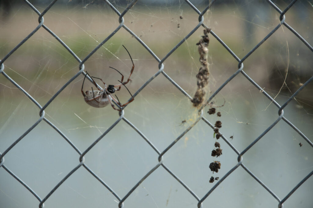 Photo of a brown widow spider in a web on a chainlink fence