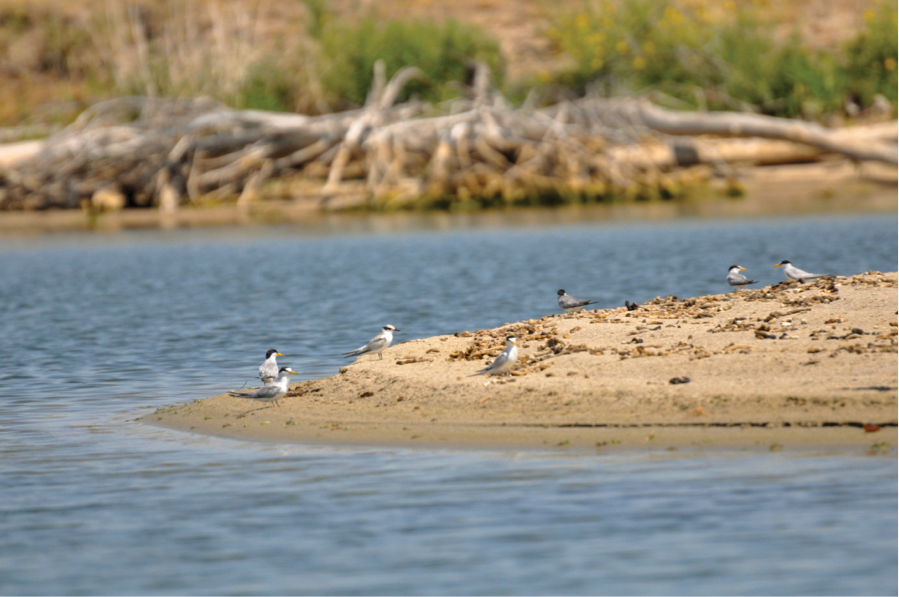 Photo of piping plover birds on a sandbar