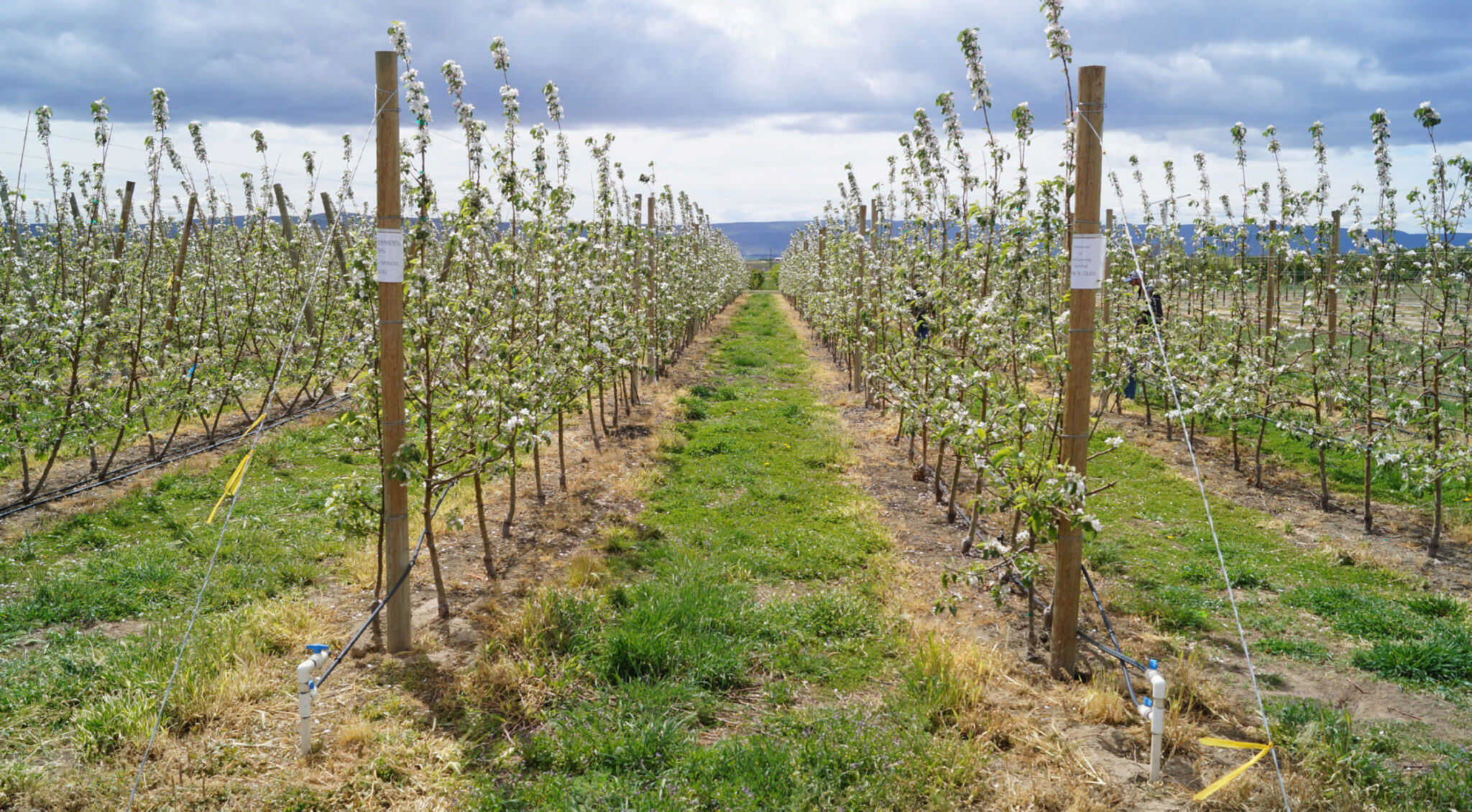 Jon DeVaney of the Washington State Tree Fruit Association Irrigation